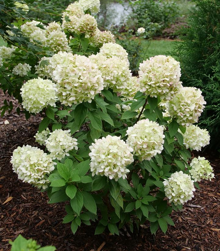 HYDRANGEA PAN. `POWERBALL`