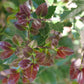 ILEX X MESERVEAE `CASTLE ROUGE`