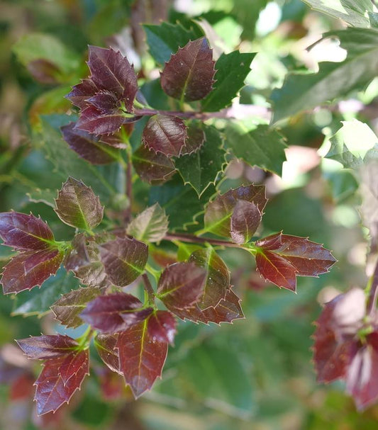 ILEX X MESERVEAE `CASTLE ROUGE`