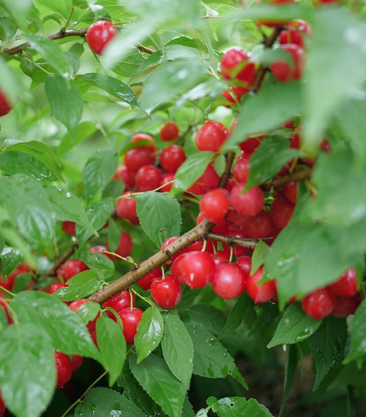 PRUNUS X `EASY AS PIE` CHERRY