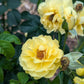 ROSA REMINISCENT `YELLOW`