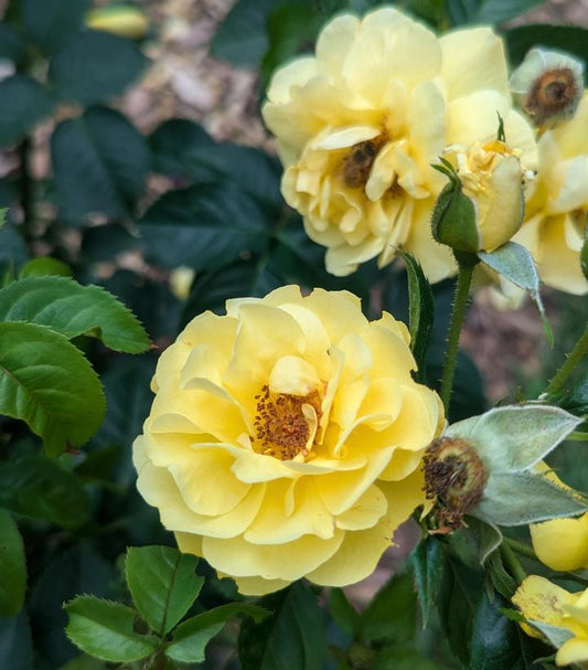ROSA REMINISCENT `YELLOW`