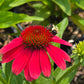 ECHINACEA SUNMAGIC `VINTAGE LIPSTICK`
