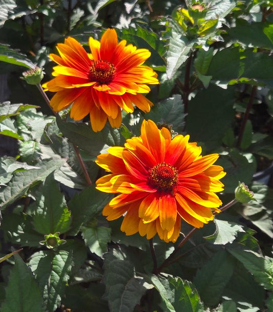 HELIOPSIS HELIANTHOIDES `FORGED IN FIRE`