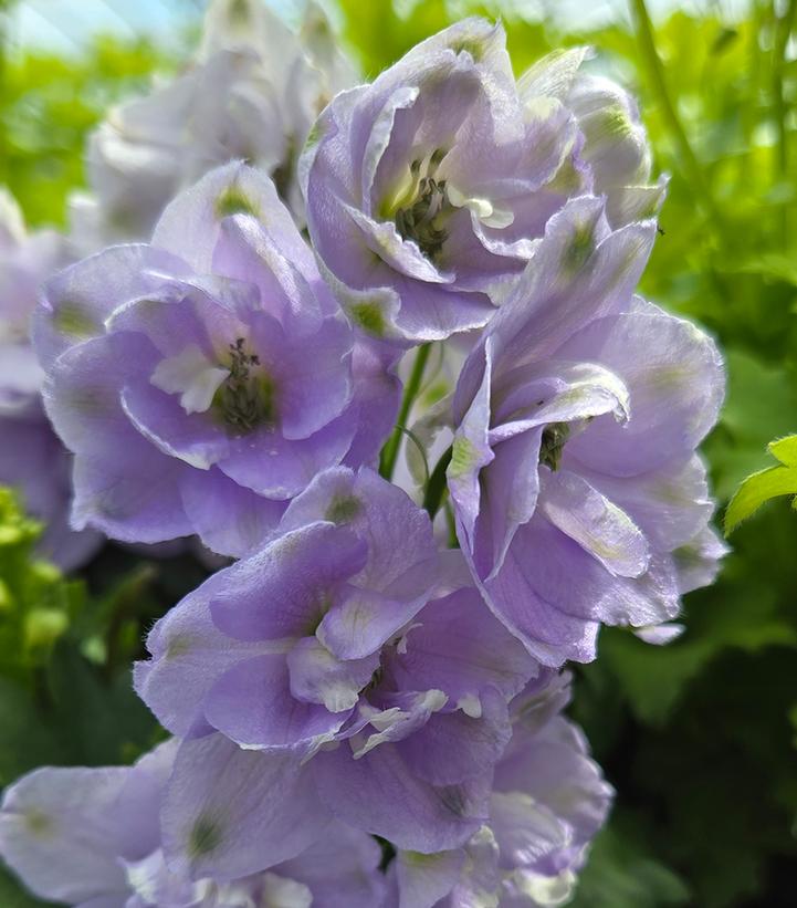 DELPHINIUM ELATUM `AURORA LAVENDER`