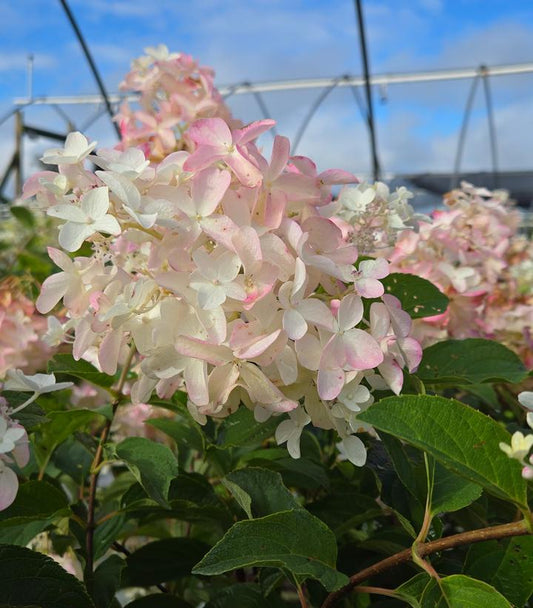 HYDRANGEA PAN. `FRENCH MANICURE`