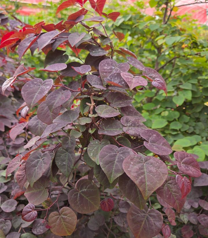 CERCIS CANADENSIS GARDEN GEMS `AMETHYST`-Redbud