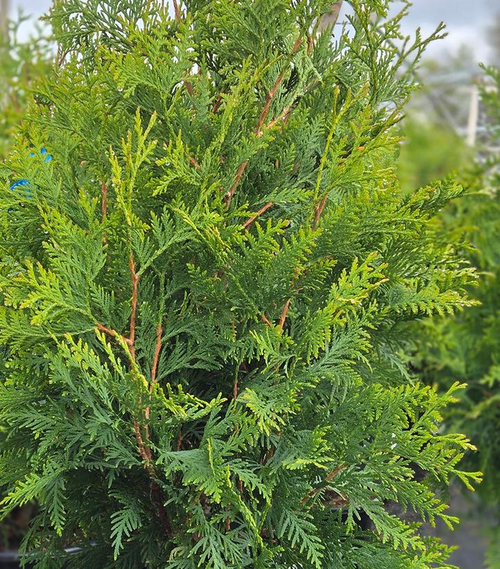 THUJA OCCIDENTALIS `SHADOWSPIRE`-Eastern Arborvitae; Northern White Cedar