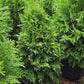 THUJA OCCIDENTALIS 'SASQUATCH DARK GREEN'