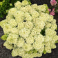 HYDRANGEA PAN. `BUBBLE BATH`-Hydrangea