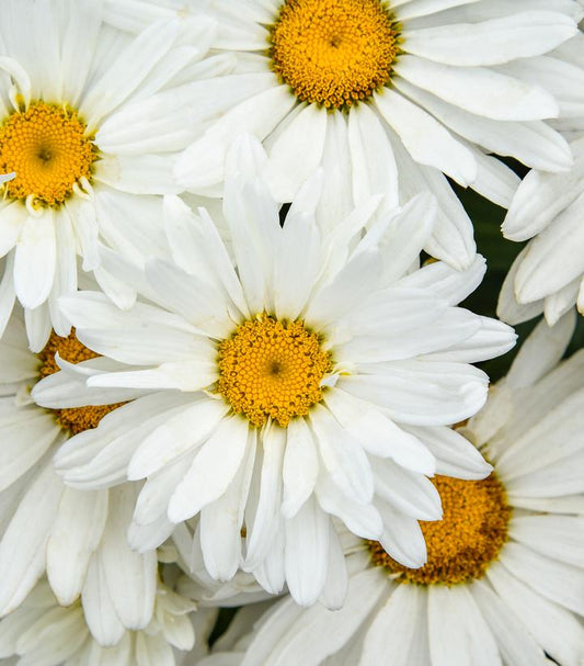 LEUCANTHEMUM AMAZING DAISIES `DREAM BIG`