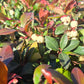 GAULTHERIA PROCUMBENS `CIAO BELLA WHITE`