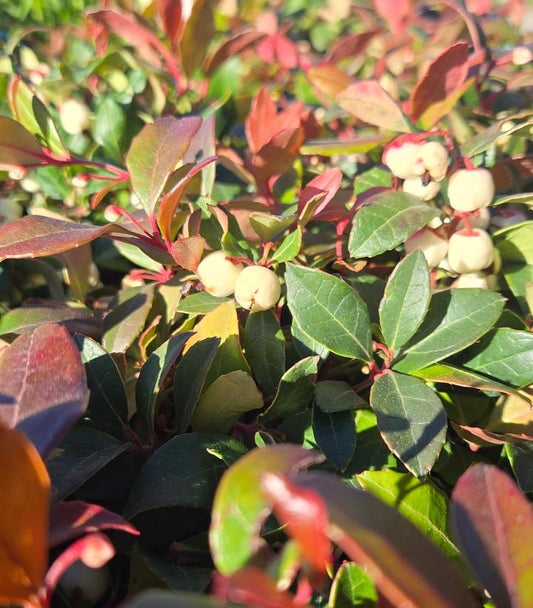 GAULTHERIA PROCUMBENS `CIAO BELLA WHITE`