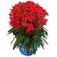 SILENE VIRGINICA FORGED BY FIRE™