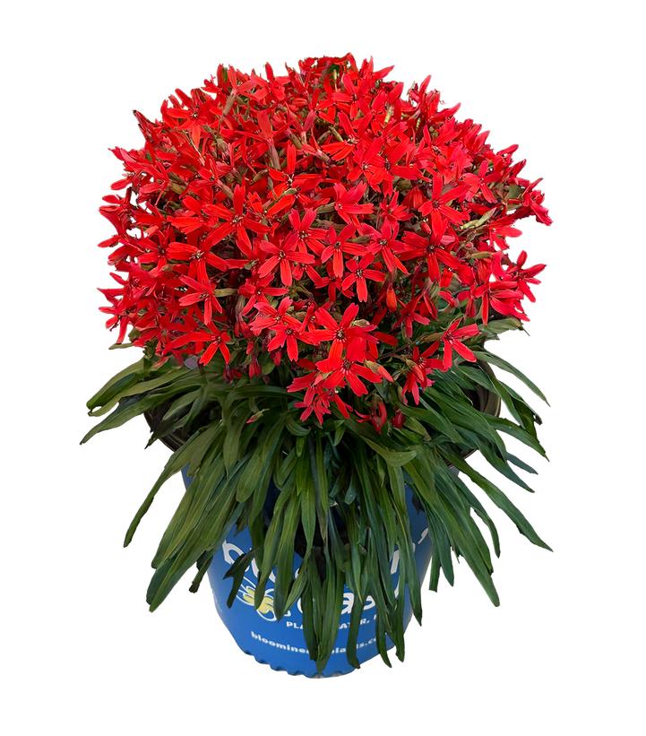 SILENE VIRGINICA FORGED BY FIRE™