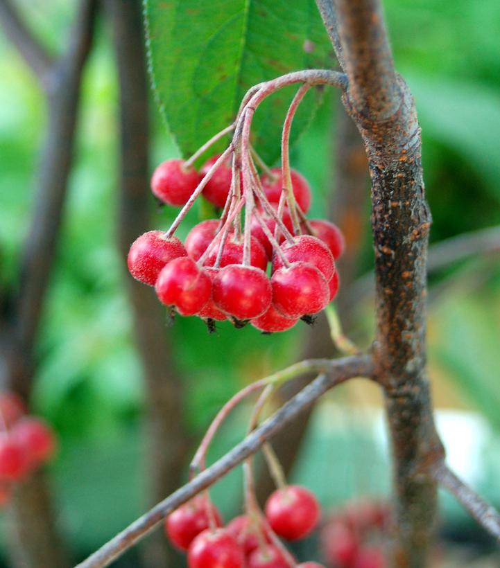 ARONIA ARBUTIFOLIA `BRILLIANTISSIMA`