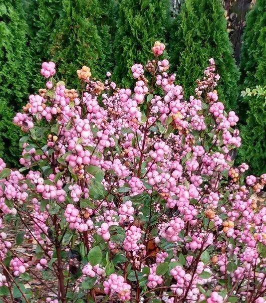 SYMPHORICARPOS X DOOR. `PINK POSY`