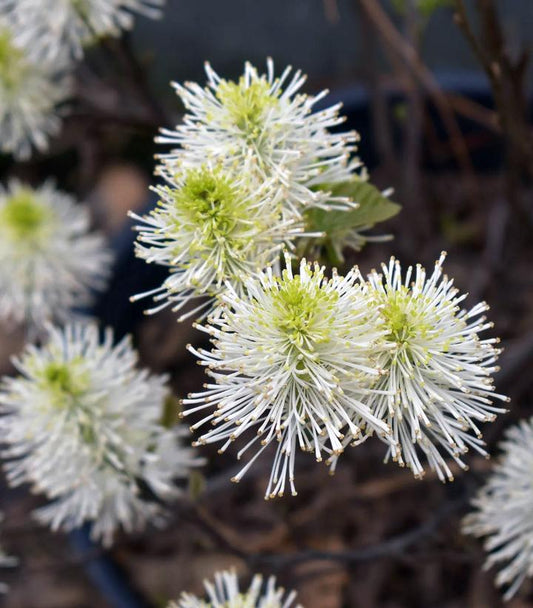 FOTHERGILLA GARDENII `WHISPERING BLUE`-Fothergilla