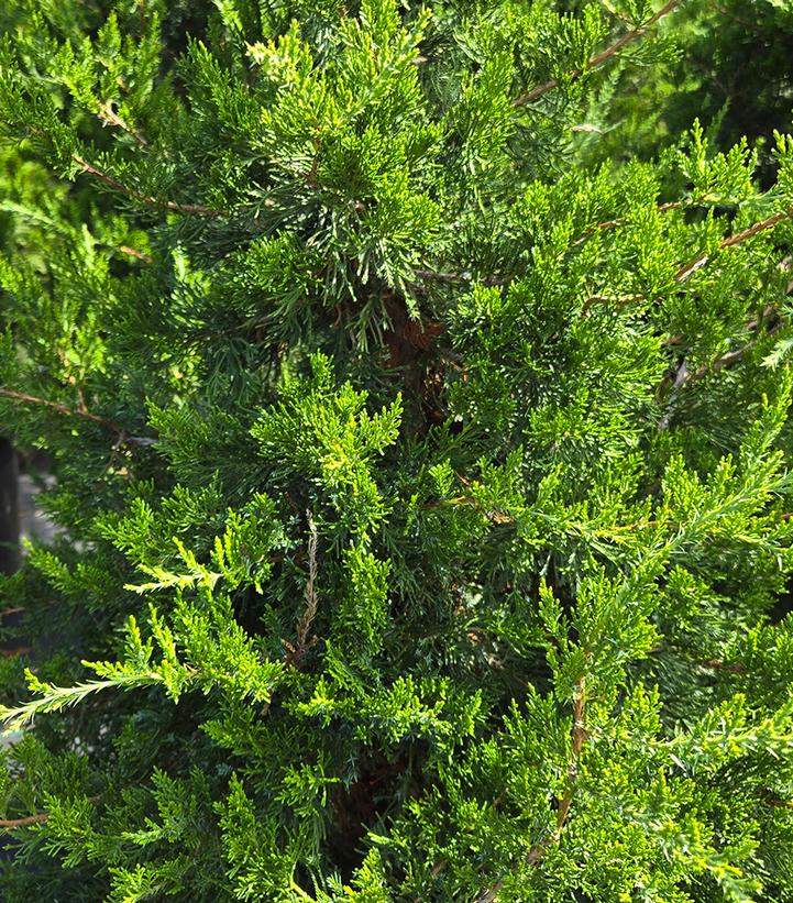 JUNIPERUS VIRGINIANA `EMERALD SENTINEL`-Juniper