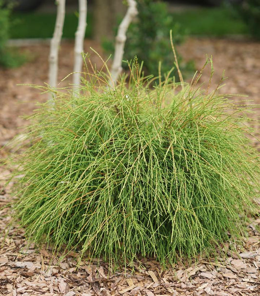 THUJA OCCIDENTALIS `WHIP IT GOOD`