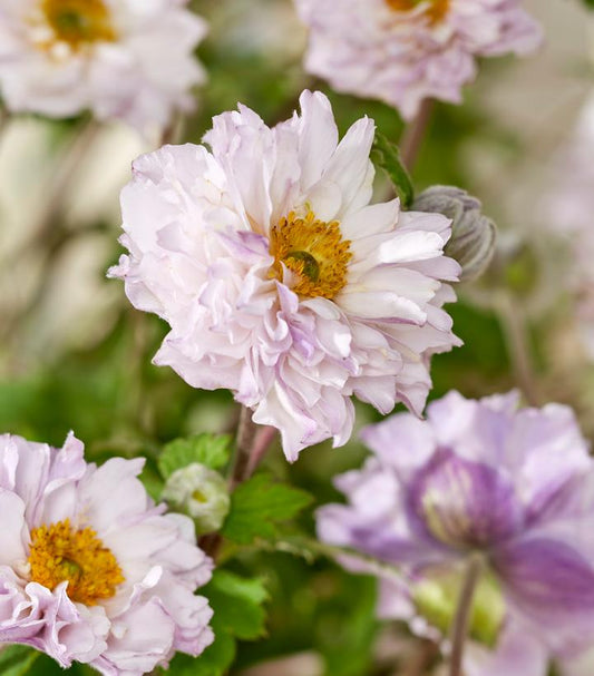 ANEMONE JAP. FRILLY KNICKERS™