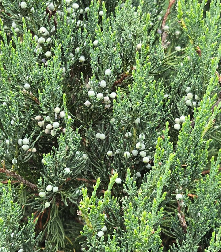 JUNIPERUS VIRGINIANA `IDYLLWILD`-Eastern Red Cedar