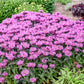 MONARDA UPSCALE® `LAVENDER TAFFETA`-Bee Balm; Bergamot