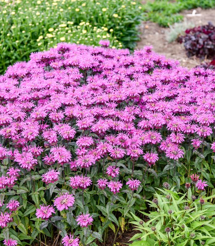 MONARDA UPSCALE® `LAVENDER TAFFETA`-Bee Balm; Bergamot