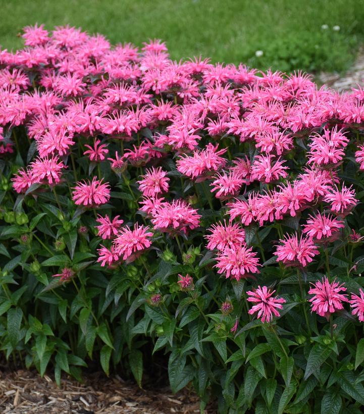 MONARDA UPSCALE® `PINK CHENILLE`