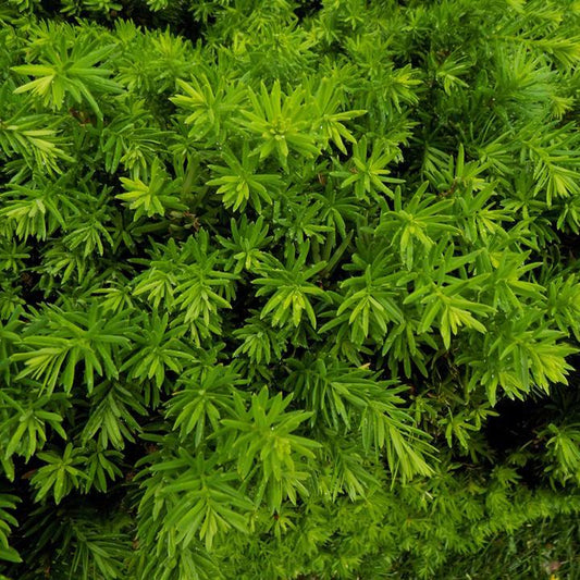 TAXUS X MEDIA `HATFIELDII`