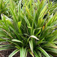 CAREX LAXICULMIS `NOBLE NATIVE`-Sedge