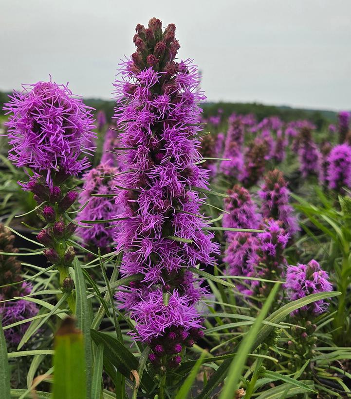 LIATRIS SPICATA `COBALUS`-Gayfeather