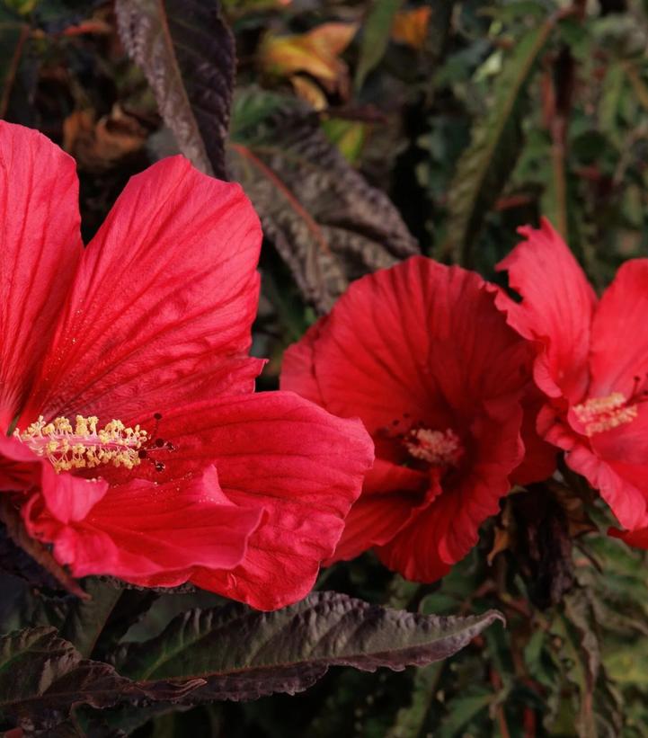 HIBISCUS MOONSHADOW™ MORELLO-Hibiscus