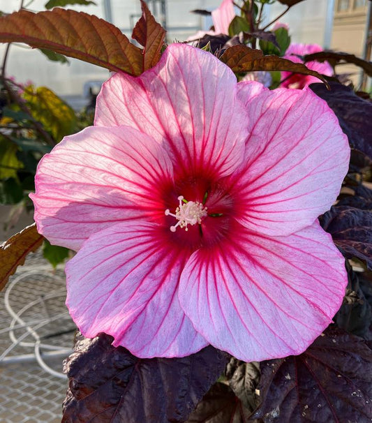 HIBISCUS MOONSHADOW™ ROSITA