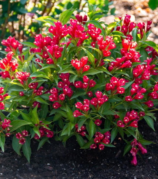 WEIGELA X `CRIMSON KISSES`
