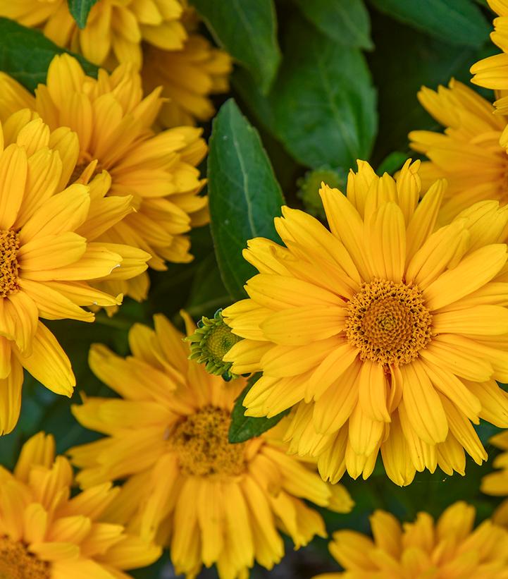 HELIOPSIS HELIANTHOIDES ATHENA GOLD™-False Sunflower