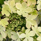 VIBURNUM P. T. `KILIMANDJARO SUNRISE`-Japanese Snowball