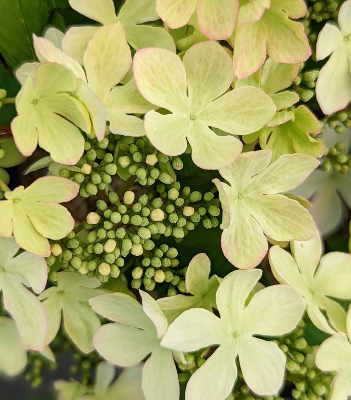 VIBURNUM P. T. `KILIMANDJARO SUNRISE`-Japanese Snowball