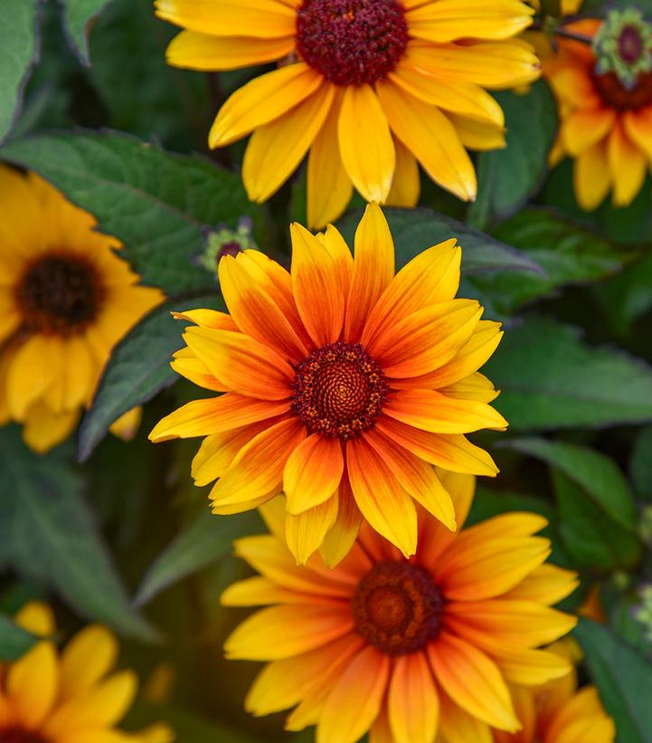 HELIOPSIS HELIANTHOIDES `SUNDIAL`-Fasle Sunflower