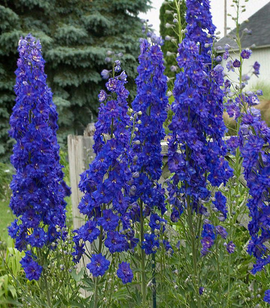 DELPHINIUM NEW ZEALAND `PAGAN PURPLES`-Larkspur