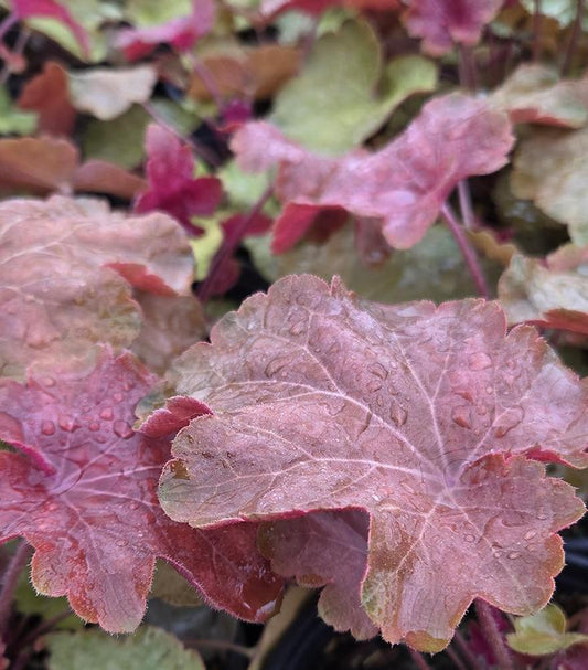 HEUCHERA X VILLOSA `BIG TOP CARAMEL APPLE`-Coral Bells