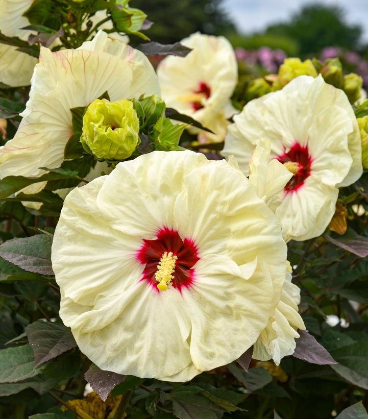 HIBISCUS SUMMERIFIC `COCONUT CREAM`-Rose Mallow