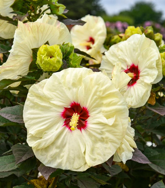 HIBISCUS SUMMERIFIC `COCONUT CREAM`-Hibiscus