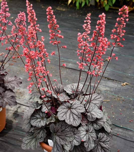 HEUCHERA DOLCE `GLAZED AND INFUSED`-Coral Bells
