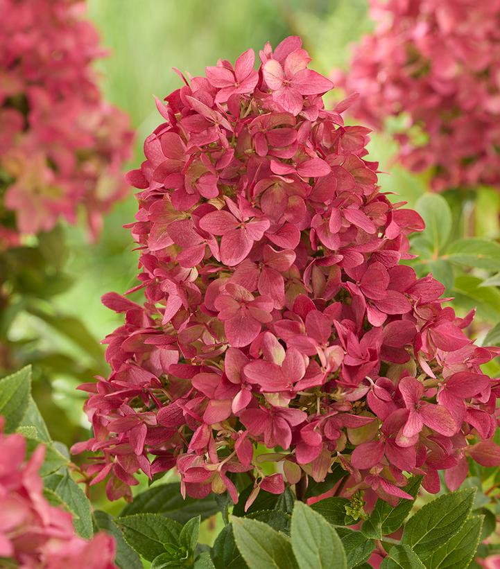 HYDRANGEA PAN. GROUNDBREAKER® `RUBY`-Hydrangea
