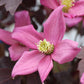 CLEMATIS MOONGATE MOCHA™-Clematis