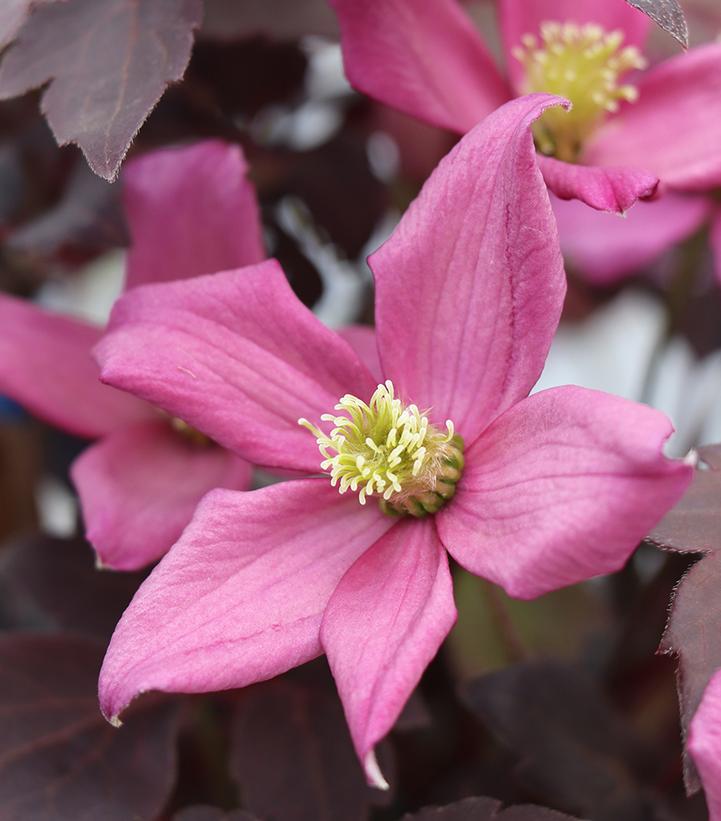 CLEMATIS MOONGATE MOCHA™-Clematis