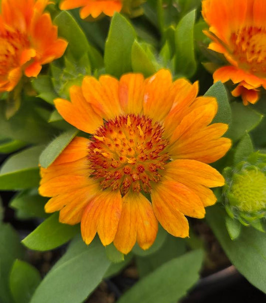 GAILLARDIA GUSTO™ `ORANGE ZEST`-Blanket Flower