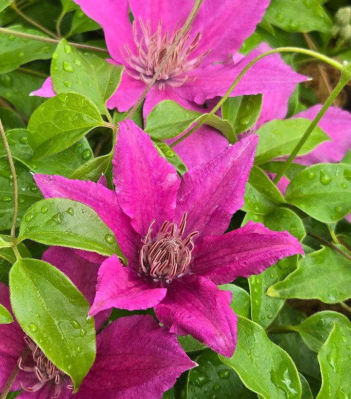 CLEMATIS `BRIDGEWATER`-Clematis