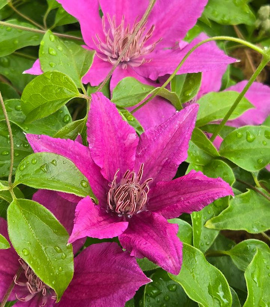 CLEMATIS `BRIDGEWATER`-Clematis